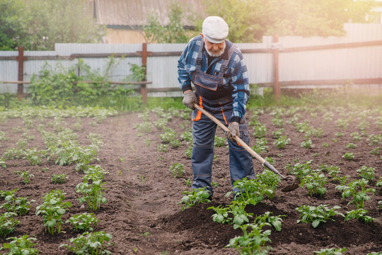Removing weeds from soil of potatoes, Senior elderly man wielding hoe in vegetable garden