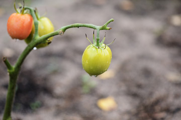 Unripe tomatoes with raindrops on a cloudy day close up