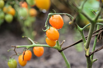 Unripe tomatoes with raindrops on a cloudy day close up