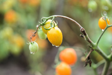 Unripe tomatoes with raindrops on a cloudy day close up