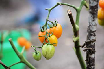 Unripe tomatoes with raindrops on a cloudy day close up