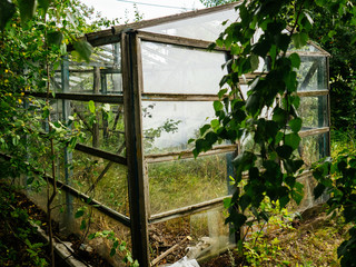 Old greenhouse for vegetables. Overgrown greenhouse in early autumn