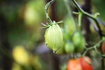 Unripe tomatoes with raindrops on a cloudy day close up