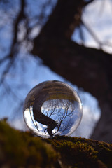 Transparent crystal ball on old apple tree branch