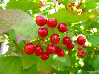 Red viburnum berries on branch in the fall garden. Viburnum (viburnum opulus) berries and leaves outdoor in autumn. Bunch of red viburnum berries on a bush branch. 