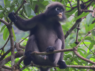 Dusky Leaf-monkey looking away 