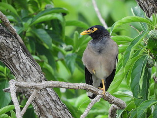 Common Myna on a branch