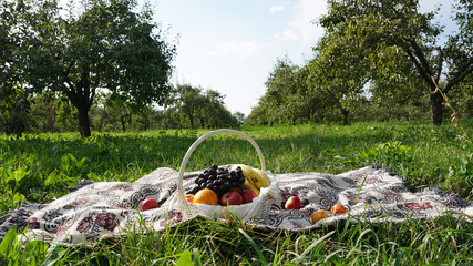 Picnic in the garden. Fruit with a basket on the carpet. Around green grass, pear trees, blue sky and white clouds. Romantic atmosphere. Almaty, Kazakhstan.