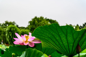 Landscape of Nanhu Park, Changchun, China
