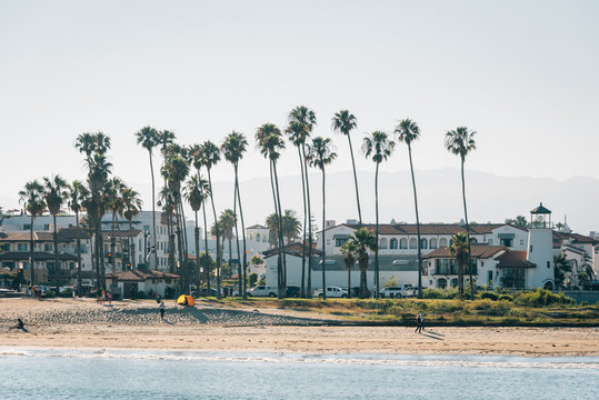 Palm trees on the beach, seen from Stearn's Wharf in Santa Barbara, California
