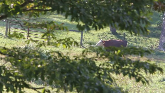cows in field