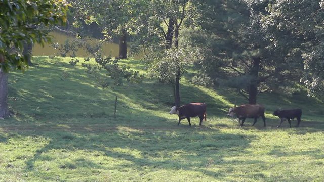 cows in woods