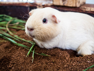 Chubby mice were foraging in a zoo .