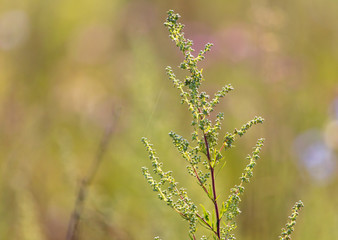 Seeds on a grassy plant in nature