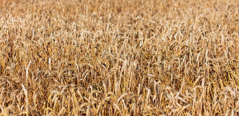 Ripe ears of wheat grow on the nature