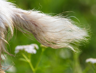 Fluffy tail on a white goat