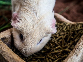 Chubby mice were foraging in a zoo .