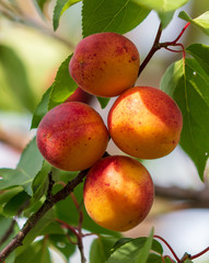 Ripe apricots on tree branches in nature