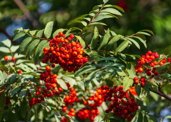 Red berries on a mountain ash
