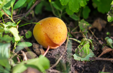 Ripe apricot fell from a tree