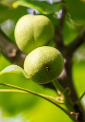 Green fruits on a walnut in nature