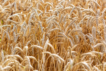 Ripe ears of wheat grow on the nature