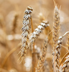 Ripe ears of wheat grow on the nature