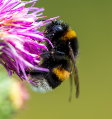 A bee on a pink flower