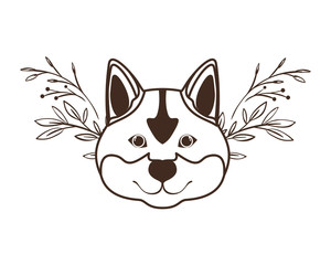 head of cute akita inu dog on white background