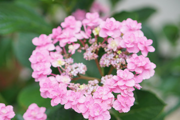 額紫陽花　Hydrangea macrophylla