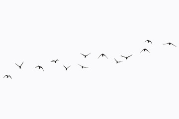silhouette of a flock of flying birds