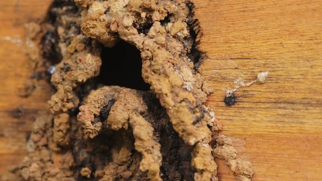 Stingless bee flying arriving at nest (Sao Paulo, Brazil)