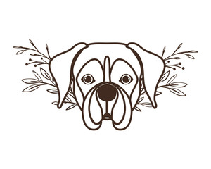 head of cute boxer dog on white background