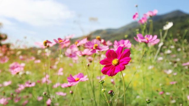 closeup cosmos flowers in valley