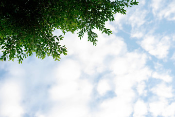Fototapeta premium Green leaf of tree branch with blue sky and clouds in the garden