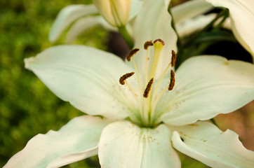 Fototapeta premium Spring