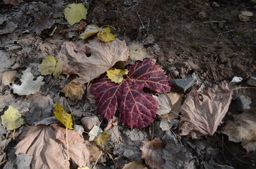 Red Autumn