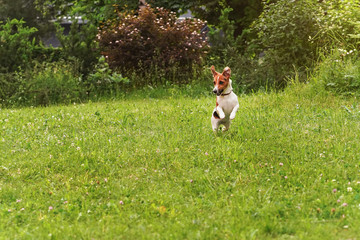 Small Jack Russell terrier running on grass meadow, front feet in air, trees at background