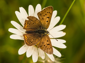 Brown butterfly on daisy flower