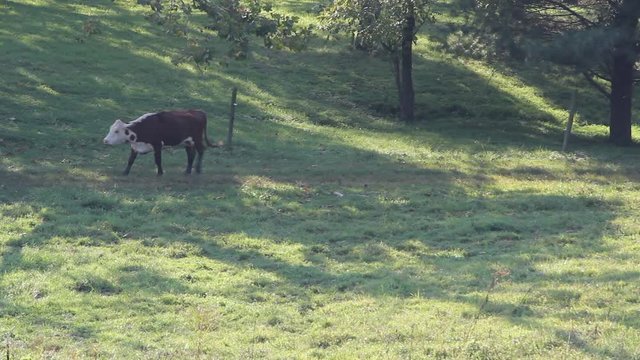 cows in woods