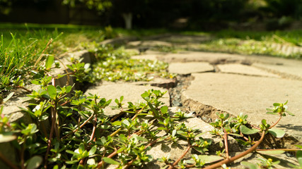 plants on the trap