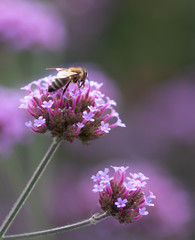 honey bee collecting pollen on a verbena bonariensis blossom; pesticide free concept