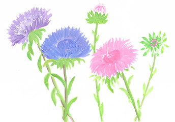 Drawing with watercolors: Aster flowers of different colors.