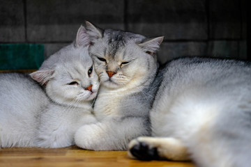 Fototapeta na wymiar closeup of two sleeping cuddling cats together british shorthair pet couple