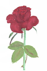 Drawing with watercolors: Big red rose.