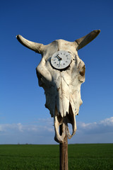 Time symbol old clock in cow skull cranium on sky background