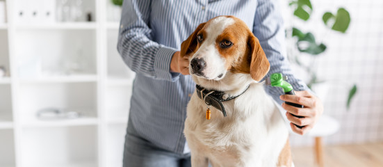 The owner combs the dog's hair with a comb. Close up. Blurred background.