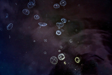 Baby moon jellyfish © mscornelius