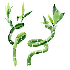 Green Draceana Sanderiana. Watercolor background set. Isolated lucky bamoo illustration element.