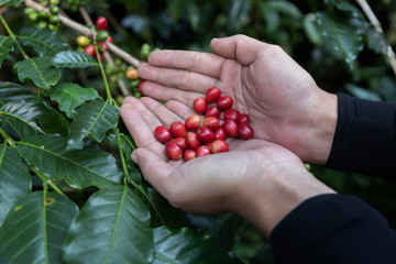 Hand holding ripe coffee bean,Worker harvest Arabica Coffee Bean from coffee Tree